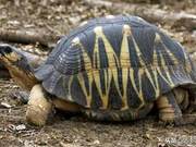 Pet Tortoise Escaped and Suffered Injuries; How Should the Owner Properly Treat Its Wounds?