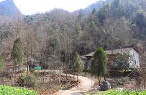 Deep in the Qinling Mountains, the Owner is Away, a Dog Guards the Courtyard