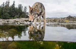 Endangered Gray Wolves Trek 14,000 Kilometers to Mate, Ultimately Dies Alone