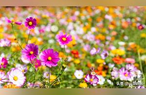 Spring Has Arrived: Qing Cheng Forest Park is a Fantastic Place for Spring Outing and Scenery Appreciation!