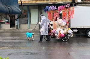 Neighborhood Neighbor Helps Dog Wear Raincoat and Leash – A Truly Loving Act