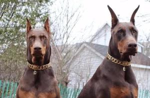 It is a taboo for dogs of these 4 breeds to 'run'; especially encountering it, you must lower your head and retreat...