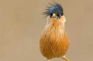 2020 Latest Bird Photos
