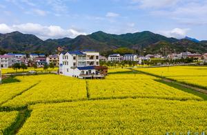 Best Places to View Oilseed Radish Flowers Around Changsha! 25 Acres of Oilseed Radish Flowers Blooming in Harmony with Baidi Danxia (Hundred Li Crimson Cliff)