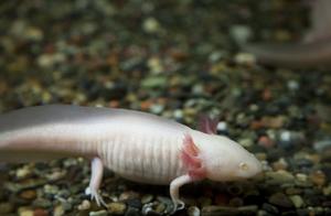 Common Pets – Six-Horned Axolotl