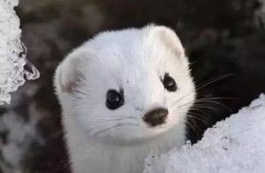 Top 10 Most Cute and Unusual Animals in the World, Each One is Heart-Melting