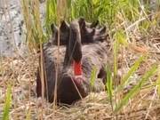High-definition photos show black swan 'Fu Lai' 'turning eggs,' with five chicks about to hatch!