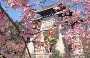 Cherry Blossom Heritage Welcomes the Spring, Bao Mo Garden Hosts a Series of Cherry Blossom Viewing Activities