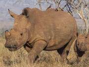 Severe Genetic Consequences of Raising Wild Animals