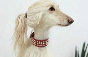 After a Long Time Being Single, Just Looking at a Dog, I Feel Like They Are So Elegant and Refined...