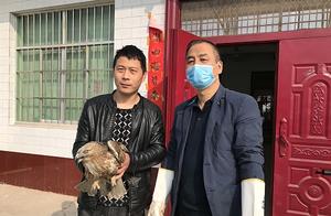 Golden Eagle Doesn't Rise Again! Injured National Level Two Protected Bird Falls into Field, Villagers Find It While Walking