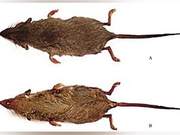 Two New Mammalian Species Discovered in Huangshan, Anhui