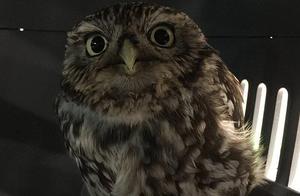 Owl Nicknamed 'Little Fat' Unable to Fly Due to Overeating