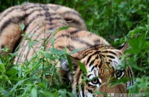 How the Tiger Played with a Stray Dog