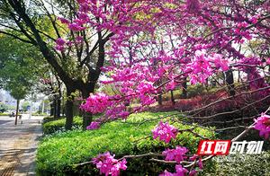 Enjoying the Beautiful Spring in Zhuzhou⑤ | Discovering the Bloom in Tianyuan