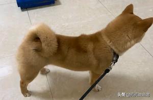 Netizen Takes Shiba Inu for Vaccination, It Prefers Female Doctor, Runs Away from Men