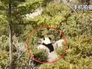 Shannan Aba: Wild Giant Pandas Visit Village for Two Hours