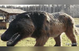 The ‘Donkey Wolf’ Appears in Shennongjia? Extinct Prehistoric Animal, Why ‘Return to the Scene’?
