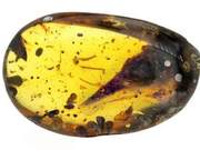 Scientists Discover Smallest Dinosaur Ever Found in Amber, Comparable to Hummingbird Size