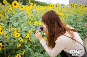 Go See the Flowers! Foshan is Blooming Beautifully in March!
