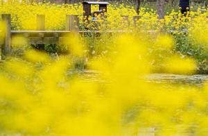 April Showers Bring May Flowers: Let's Go to Songyang for a 'Cloud Flower Viewing' Experience