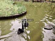 Are the Swans in Hangzhou's Tianhu Lake No Longer Able to Raise Swans? How 'Black Swans' Can Reproduce So Much
