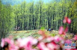 Rushan: Profuse Peonies in Full Bloom (Photo)