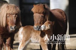 A British Dwarf Horse Successfully Gives Birth to a Foal at Yantai Animal Park