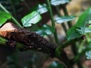 46 Crocodile Lizard Hatchlings Born in Guangdong Luoshan National Nature Reserve