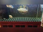 A Fish's Destination
