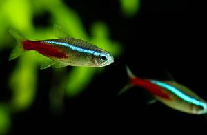 Common Tropical Fish – Neon Tetra