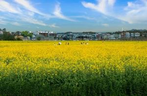 Spring Returns to the Ancient Town: Fields of Golden and Yellow Oilseed Rape, and the Air is Filled with the Flavor of Love