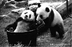The Two Giant Pandas Not Belonging to China, Being Fed Cacti Abroad