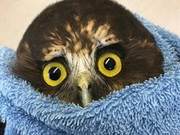 Owl Hit Against Window Treated as ‘Fuzzy Wrap’ – Revealing Bright Yellow Eyes