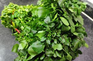 Many people dislike its spiciness and strange odor, but it is a valuable lung-nourishing and fever-reducing product, considered a treasure by people in the Two Guang provinces.