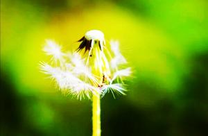 Observing Beauty in Flowers, Gaining Insight Through Their Grace