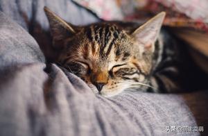 If you've just adopted a kitten, you'll know all the things you need to do regarding your pet cat's deworming.