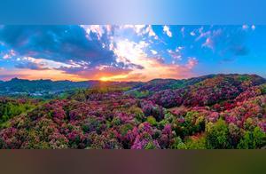 Spring Blossoms: Rhododendrons in Full Bloom, Inviting You to Enjoy the Scenery