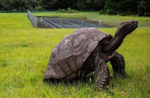 The Forgotten Turtle by Death, from the Daoguang Dynasty to Today, Becoming a National Treasure, and Receiving Audience from the Imperial Family