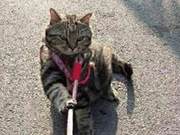 Woman Refuses Friend's Advice to Walk Her Cat, Later Complains: 'It's My Fault'