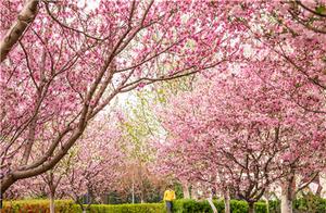 Shandong Beauty | Experiencing the Charm of Spring at Tangye Hundred Gardens