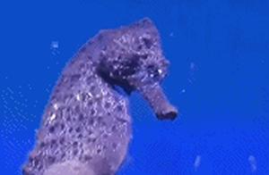 Donkeys (Seahorses) Give Birth by Ejection, a Pile of Baby Seahorses Came Out at Once, It's Amazing!