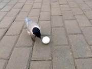 Hungry Crow Demands Food and Drinks from Humans, Displays "Skills" After a Feast