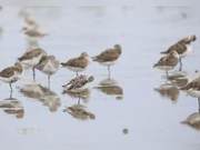 34 Birds Go Viral! But Netizens Panic!