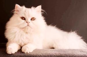 White White (Persian Cat)