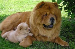 World Famous Dog NO: 52 - The Chinese 'Shishi Dog' and Popular Science with Everyone