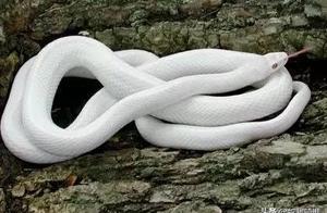 Who Says Snakes Are Ugly? Have You Seen These Gorgeous Snakes?