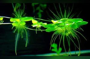 Five Odes · Floating Lotus (Chinese New Rhyme)