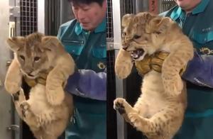 Cute Lion Scared of Needles, Immediately Changes Expression and Makes Angry Faces!