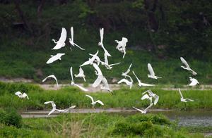 Xianju, Zhejiang: Wetland Park with Egrets and Birds